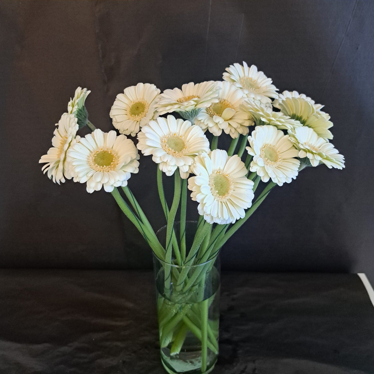 Frische Gerbera