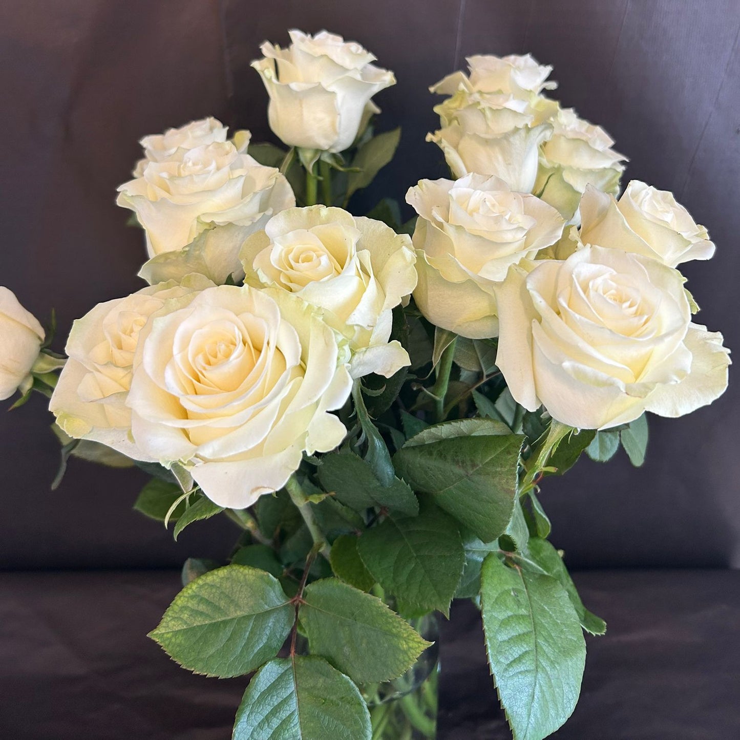Frische weiße Rose